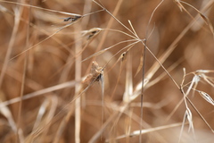 Melanoplinae