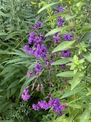 Vernonia noveboracensis