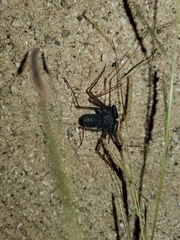 Paraphrynus carolynae