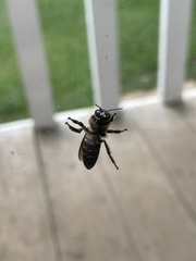 Apis dorsata breviligula