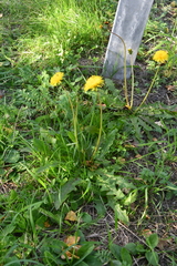Taraxacum ceratophorum