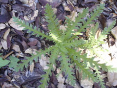 Emmenanthe penduliflora
