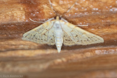 Polygrammodes oxydalis