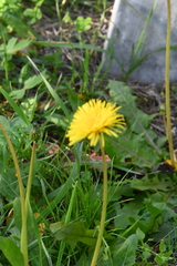 Taraxacum ceratophorum