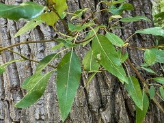 Populus trichocarpa