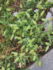 Silene procumbens