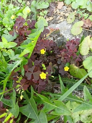 Oxalis stricta rufa