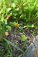 Taraxacum ceratophorum