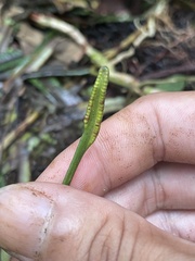 Ophioglossales