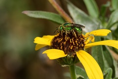 Agapostemon