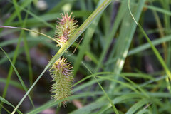 Carex lurida