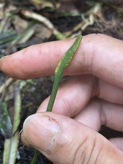 Ophioglossales