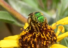 Agapostemon