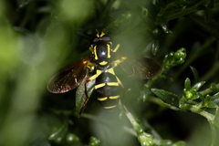 Xanthogramma pedissequum