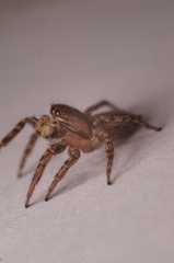 Plexippus setipes