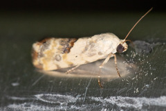 Ponometia libedis