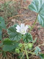 Malva neglecta