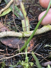 Ophioglossales