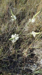 Oenothera glaucifolia