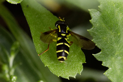 Xanthogramma pedissequum