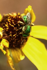 Agapostemon