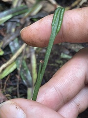 Ophioglossales