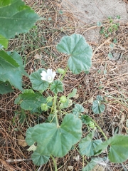 Malva neglecta