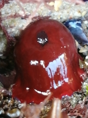 Actinia equina