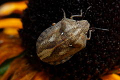 Eurygaster testudinaria
