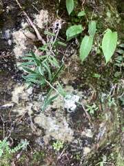 Anaphalis morrisonicola