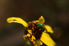 Agapostemon