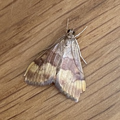 Pyrausta flavofascialis