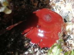 Actinia equina