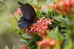 Papilio memnon