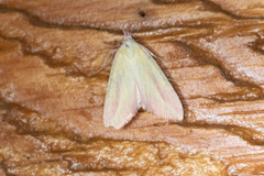 Phytometra obliqualis