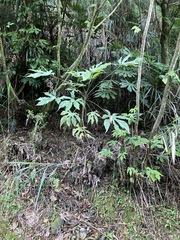 Fatsia polycarpa