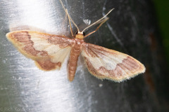 Idaea basinta