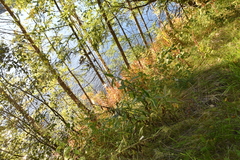 Saussurea parviflora