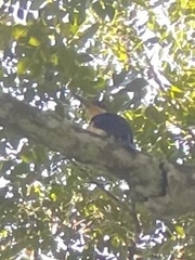 Todiramphus winchelli