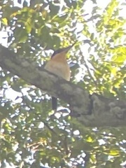 Todiramphus winchelli