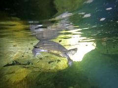 Kinosternon creaseri