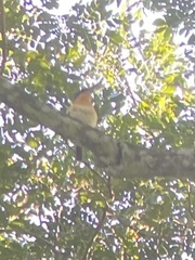 Todiramphus winchelli