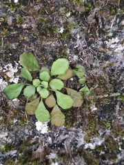 Sedum emarginatum