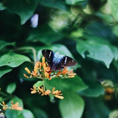 Astraptes fulgerator azul