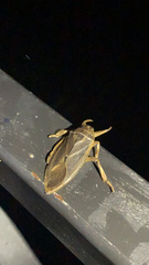 Lethocerus americanus
