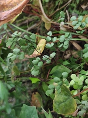 Adiantum erythrochlamys