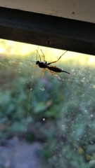 Pimpla rufipes