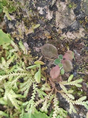 Dorcoceras hygrometricum