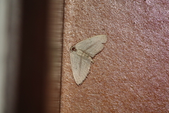 Idaea mediaria