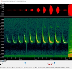 Pipistrellus pipistrellus